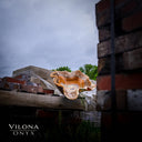 Exotic Tangerine Onyx Crystal Bowl - Onyx Bowl