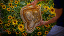 <p>VILONA ONYX BOWLS</p>